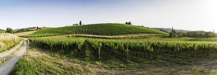 Fototapeta premium Vineyards in Tuscany