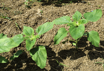 Young sunflower plantations
