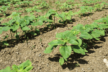 Young sunflower plantations