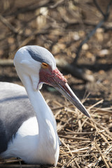 Fototapeta premium Isolated photo of a sandhill crane