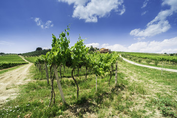Obraz premium Vine plantations and farmhouse in Italy