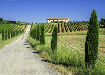 Vineyards and farm road in Italy