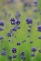 Obraz premium Herbal Garden - flowering lavender in the garden