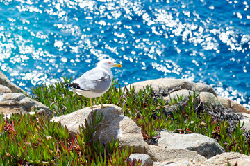 Seagull looks its nest, Giglio Island, Italy