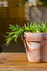 Phototropism. Plant growing towards sunlight.