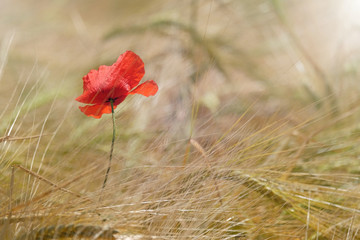 coquelicot