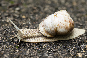 Small brown snail