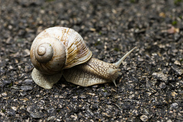 Small brown snail