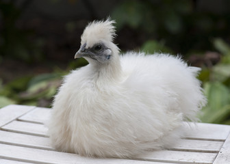 Poules nègre-soie blanche