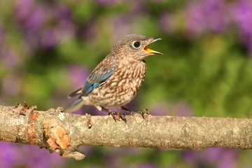 Baby Eastern Bluebird