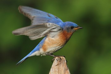 Male Eastern Bluebird