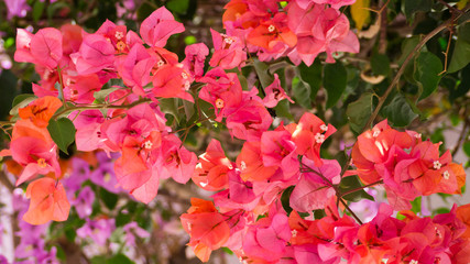 Bougainvillea auf Gran Canaria
