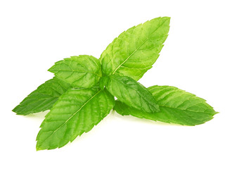 mint leaves