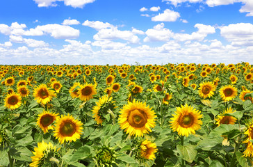 Obraz premium sunflowers