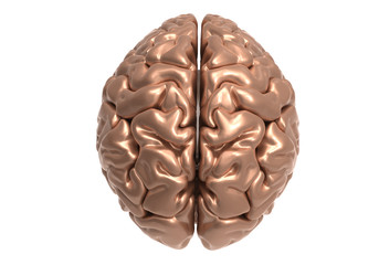 brain with clipping mask