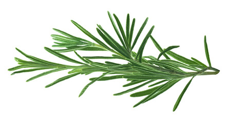 Rosemary leaves isolated on white background