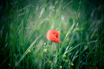 wild poppy flower
