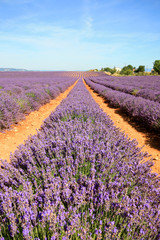 Fototapeta premium France - Valensole - Lavandes