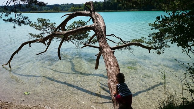Junge klettert auf baum an see
