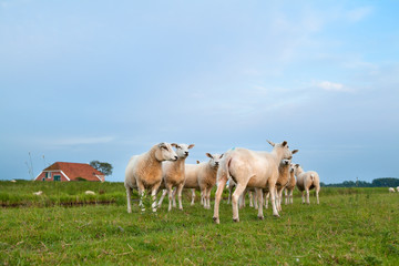 Obraz na płótnie Canvas sheep herd on pasture