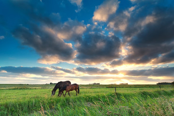 horses grazing on pasture at sunset