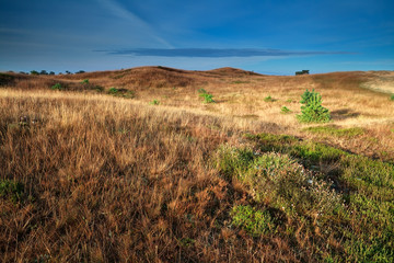 hills in gold morning light