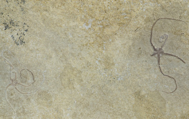 Coppia di Sinosura, ofiura fossile, Solnhofen, Germania