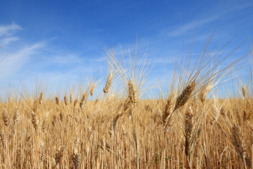 France - Valensole - Blés