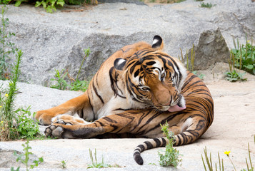 sich putzender Tiger