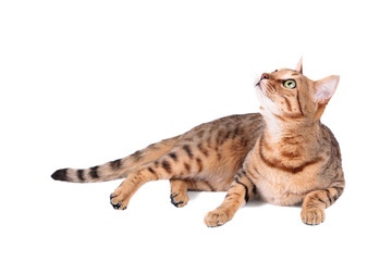 Obraz premium Cat