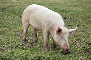 Pig