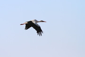white stork flying