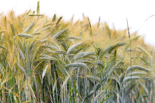 wheat field over white