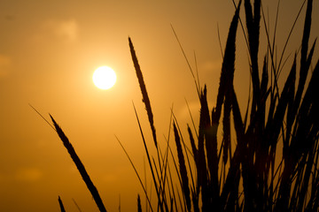 Obraz premium plants in the sundown at the shoreline in holland