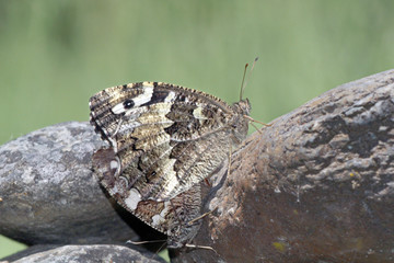 Mariposas rey moro copulando, brintesia circe, Sauceda