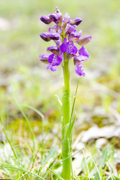 Orchid