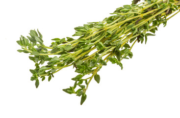Thyme branch