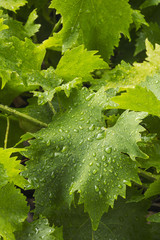 Fototapeta premium Feuille de vigne