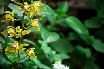 Obraz na płótnie Canvas Bright Yellow Cymbidium Orchid