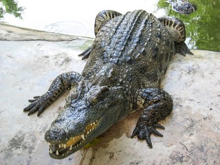 Coccodrillo
