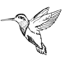 colibri