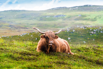 Resting Scottish Highland cow