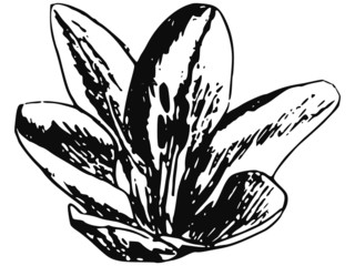 lily
