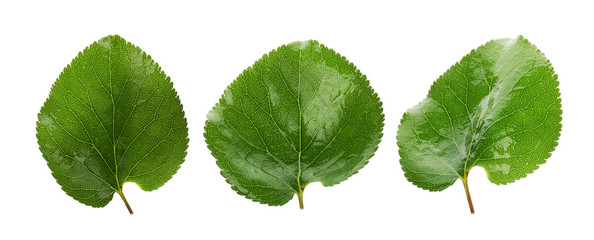 three green leaves of apricots isolated on the white background
