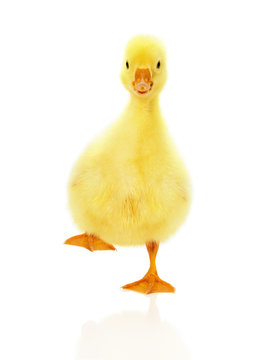 pretty little duckling isolated on the white background