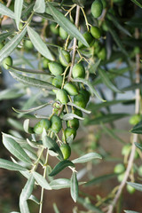 Ramo di ulivo e olive verdi sull'albero