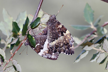 Mariposas rey moro copulando, brintesia circe, Sauceda