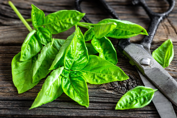 Fototapeta premium basil