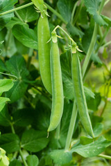 Green pea pods on a pea plant