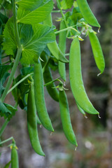 Green pea pods on a pea plant